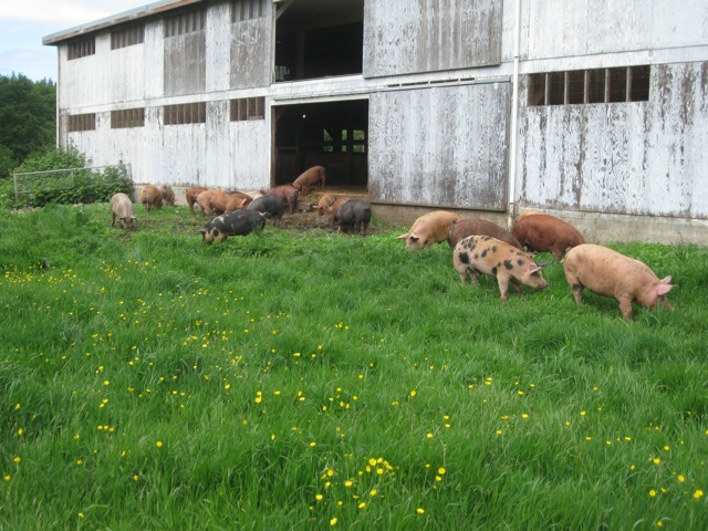 Happy pigs on spring pasture