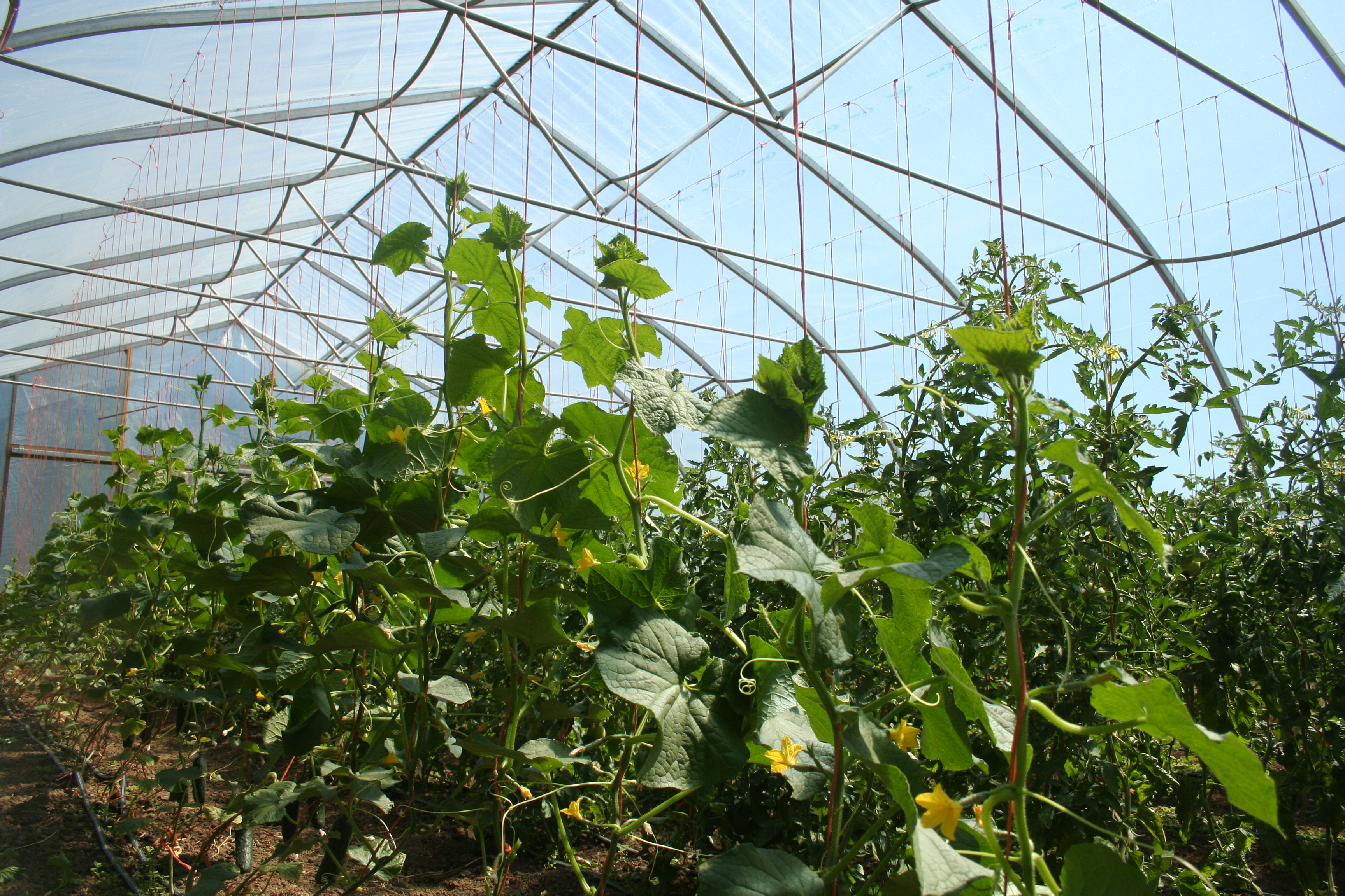 Trellised greenhouse cucumbers in mid-July