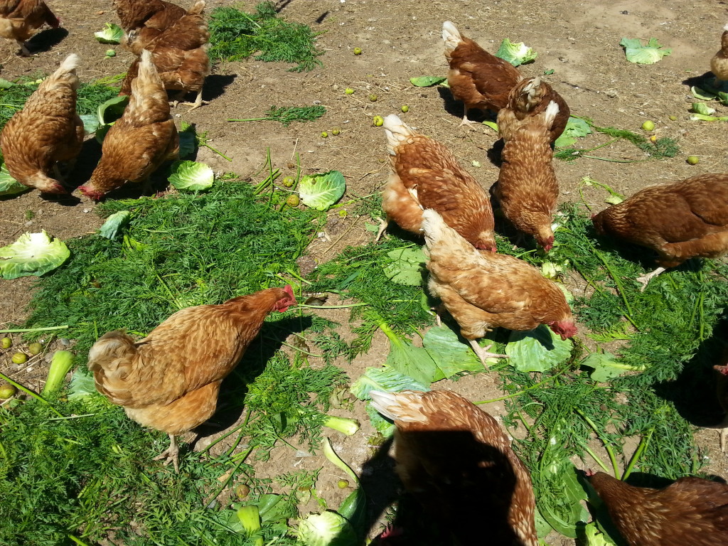 chicken veggies