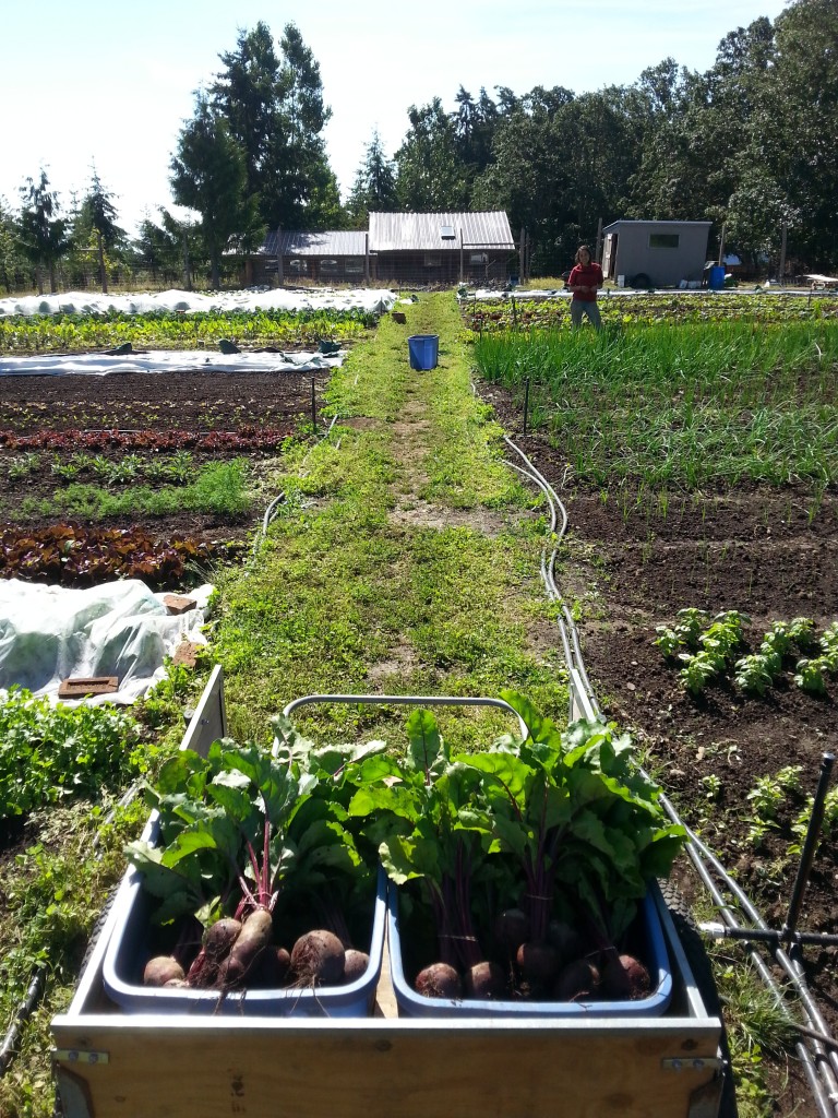 load of beets